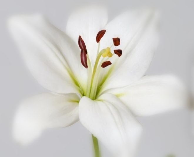 McLellan Funeral Directors - Funeral notice image for Janette Davis