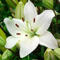 McLellan Funeral Directors - Image for Elizabeth MacDonald